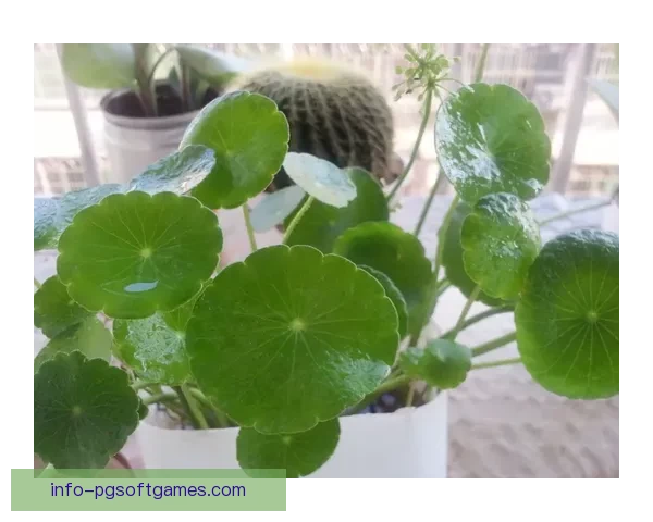 轻松学会滑冰：入门技巧与注意事项